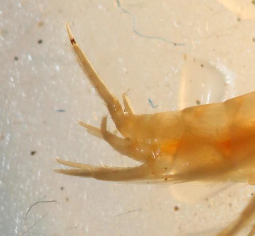 Réf. 282 146 : Niphargus sp.